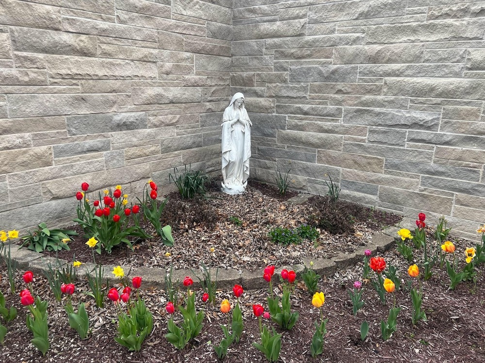 Mary's tulip garden