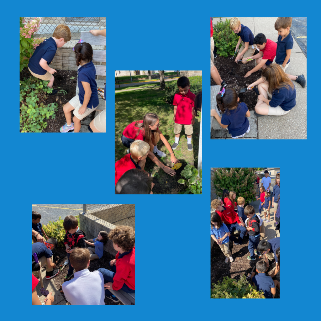 Kindergarten and 8th graders planting tulips