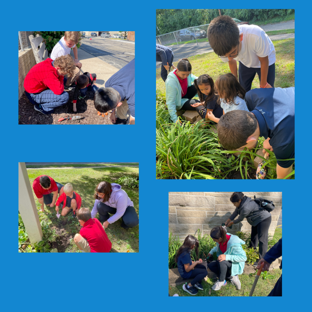 Kindergarten and 8th graders planting tulips